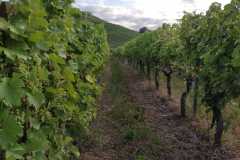 Weinberge