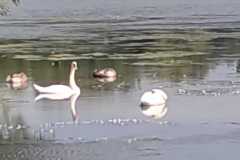 Isar